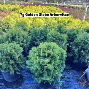 October 2024 7g Golden Globe Arborvitae Group for Website